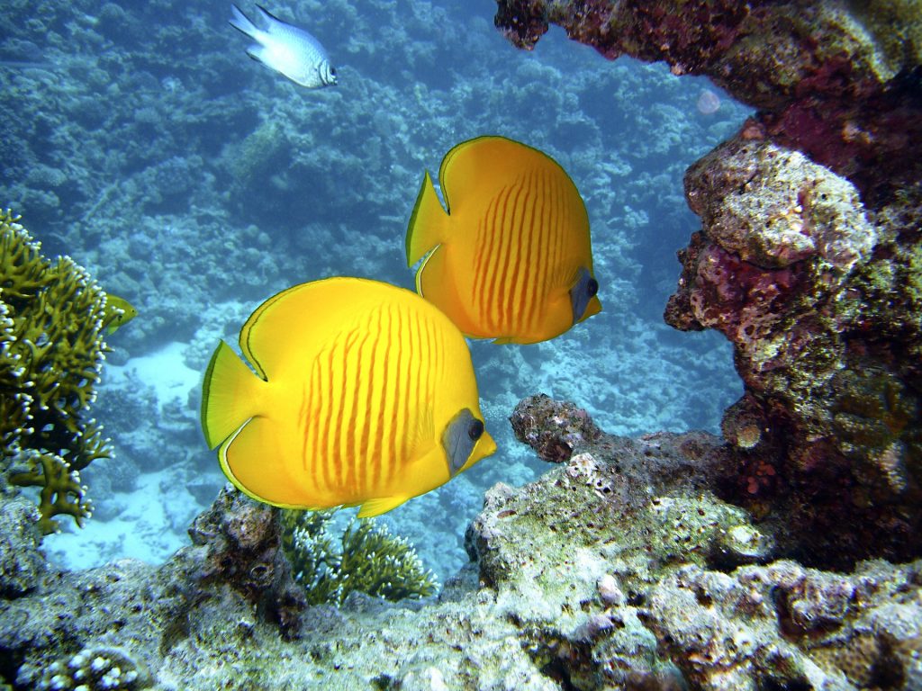 diving 1656380 1920 1024x768 - Malaysia Is The Perfect Destination For Adventure Lovers!